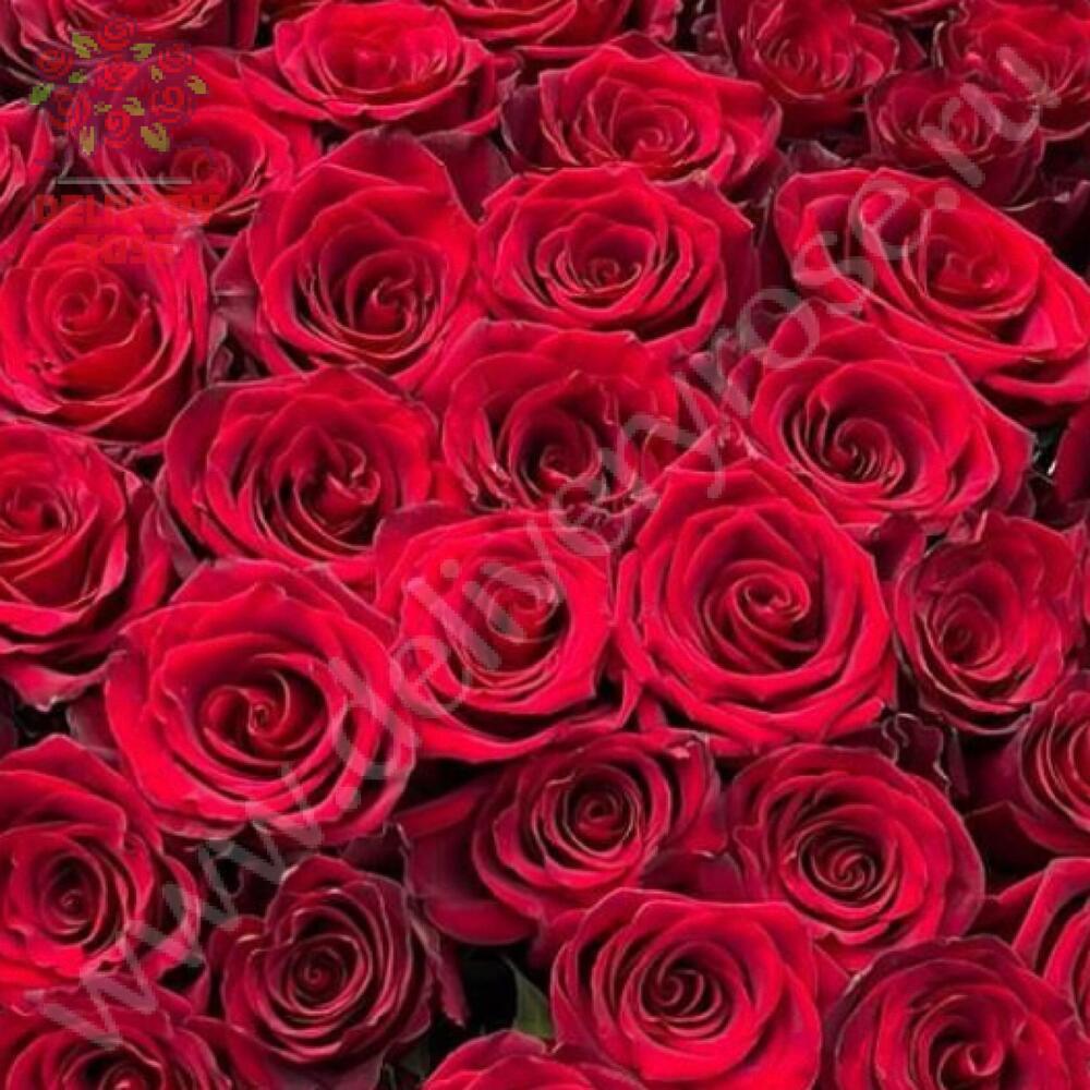 25 гигантских красных роз 160 см