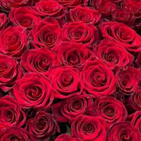 25 гигантских красных роз 160 см