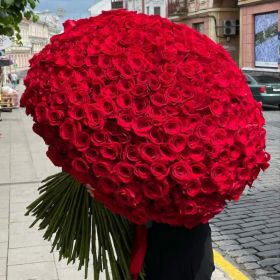75 гигантских красных роз 160 см